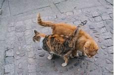 比鲁斯猫好养吗