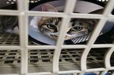 母猫11年不做绝育手术