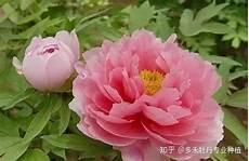 招花惹草的动物