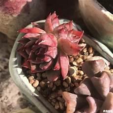 多肉植物分类表