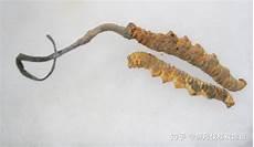 昆虫寄生菌