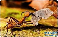 消灭蚂蚁的小妙招