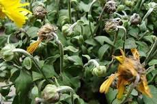 冬季里的野菊花