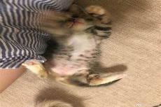 可爱的小猫日记300字