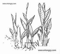 芭蕉树手绘