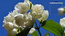 花木兰1迪士尼电影免费