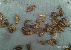 家里有那种很小的蟑螂